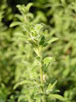 Zauschneria Californica (fam Onagracees) (Am. du nord) (3) (Photo F. Mrugala)